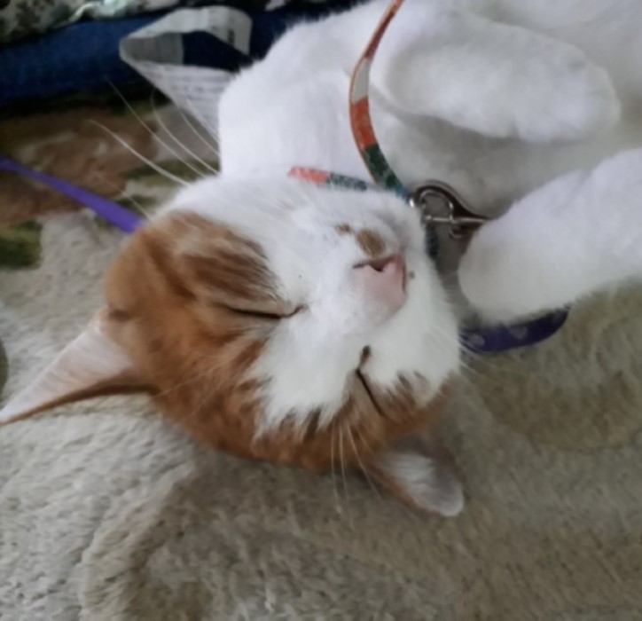 トム