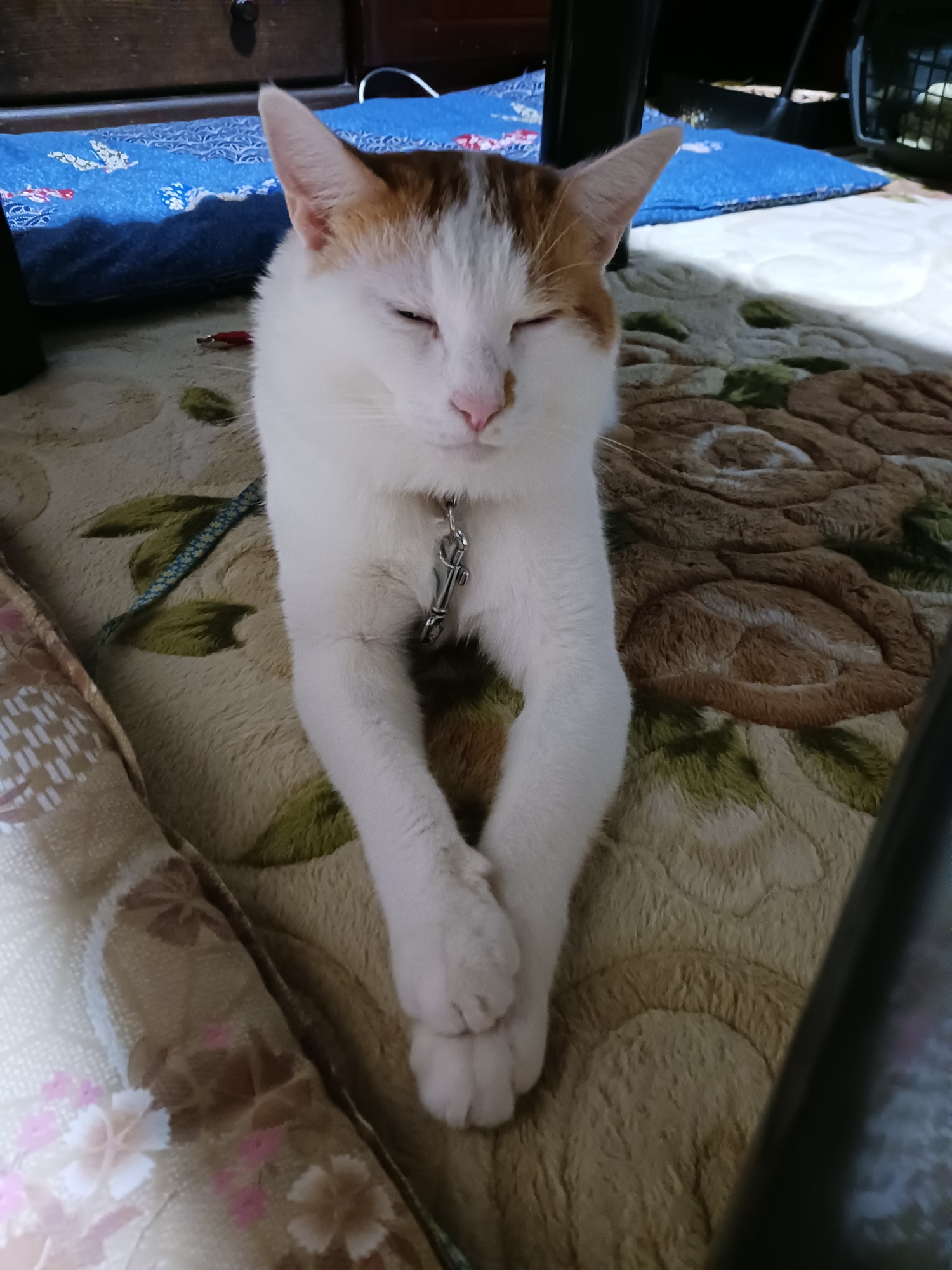 チャム