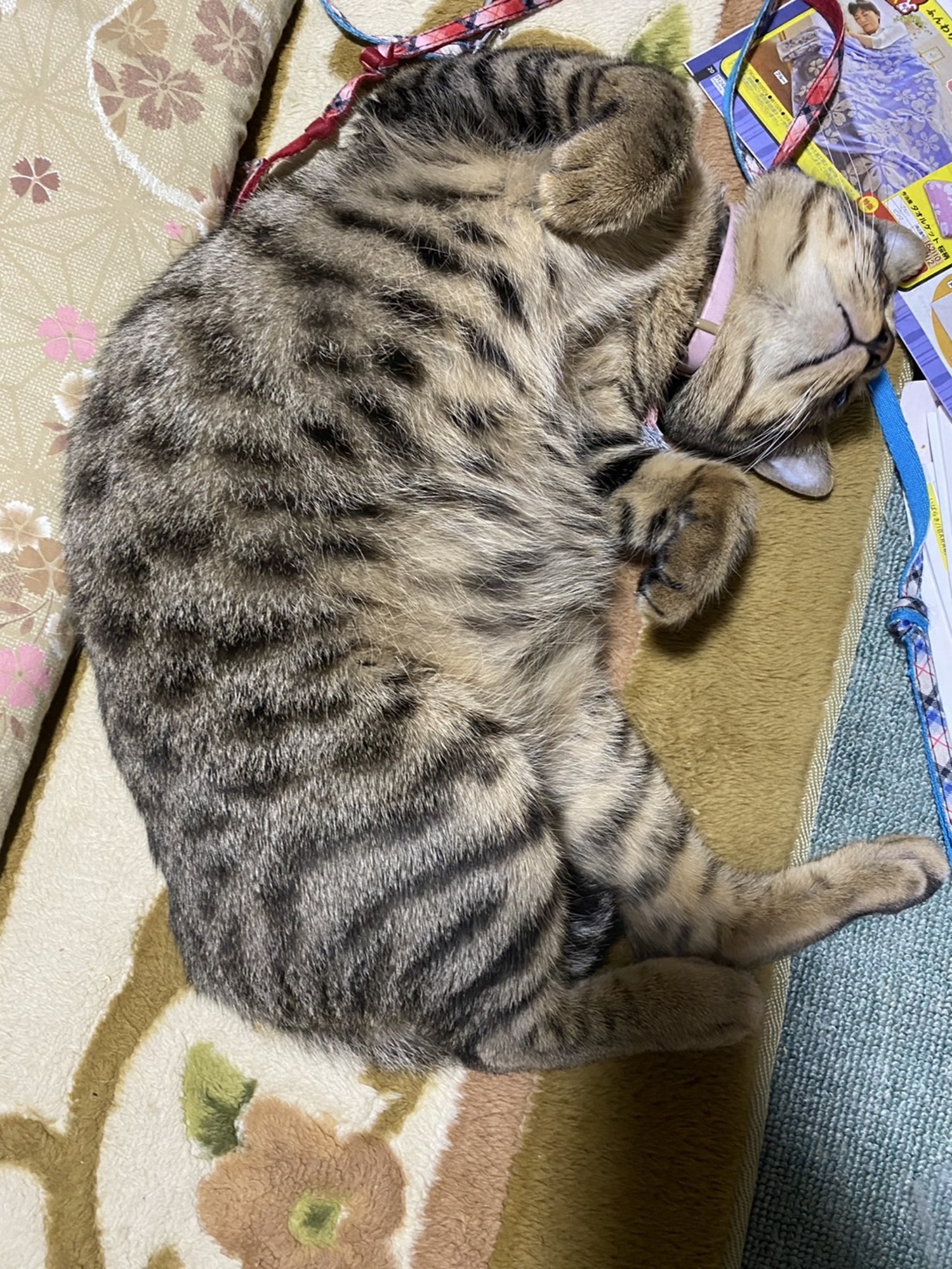 仰向けで寝ているフク