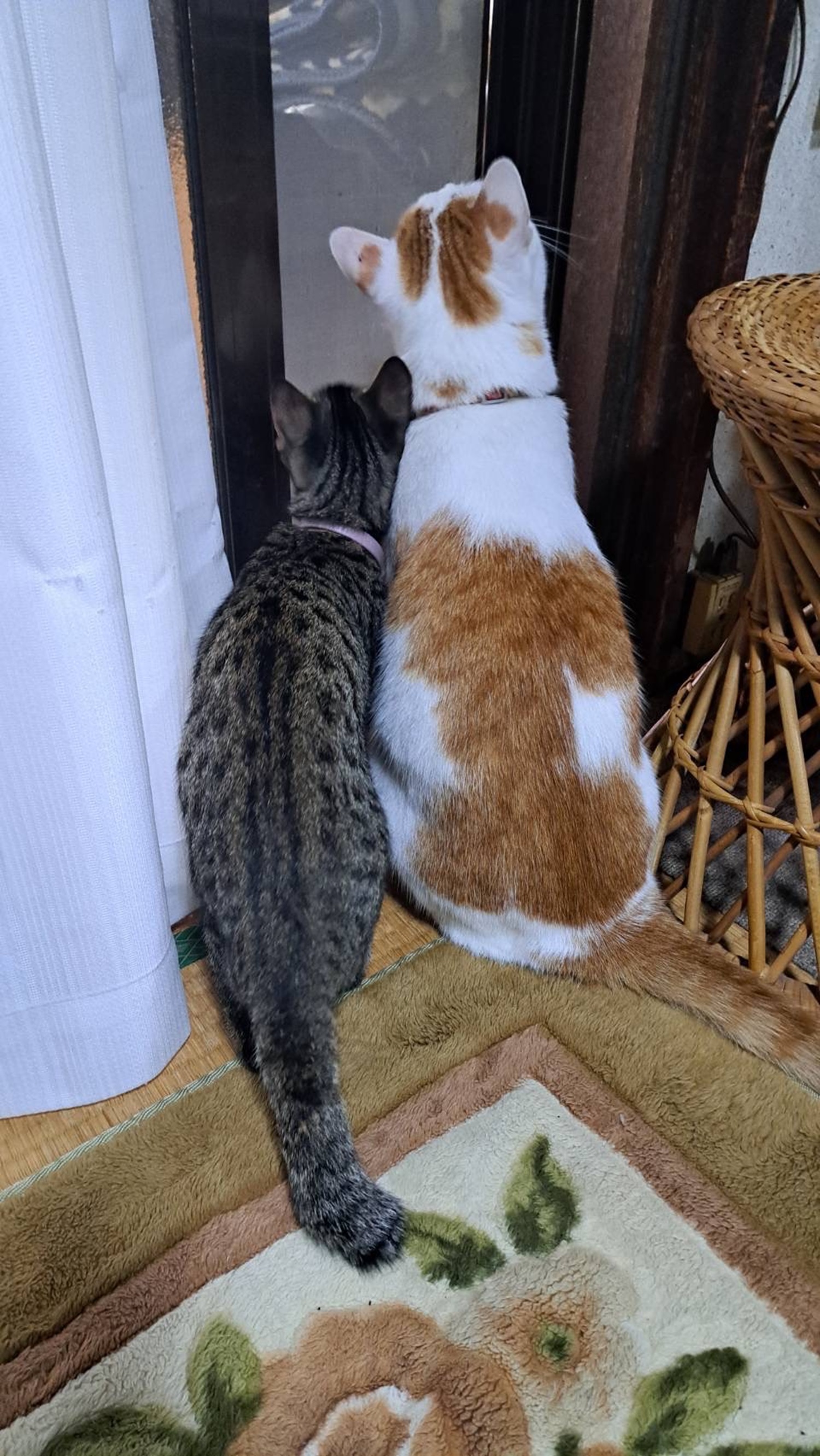 外を見ているネコ2匹