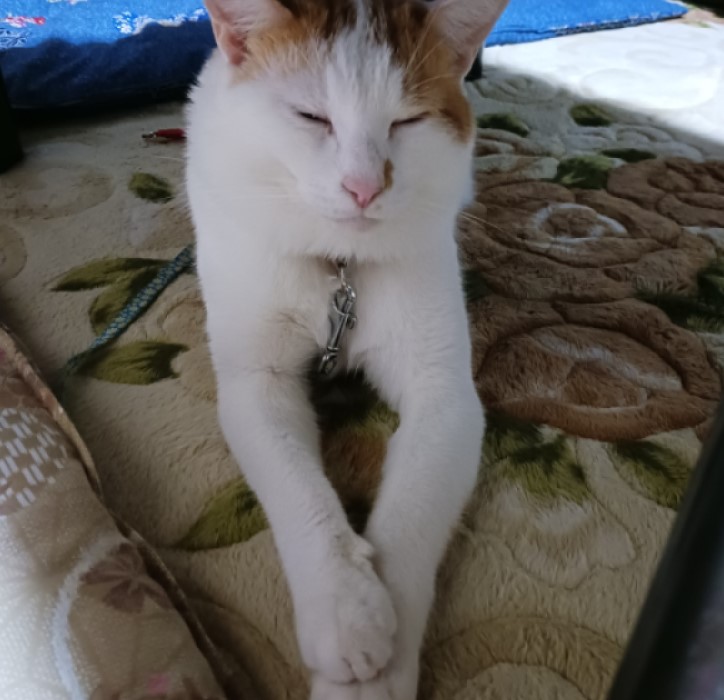 チャム