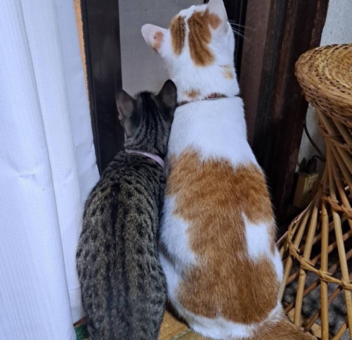 外を見ている２匹の猫